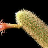 Borzicactus aureispinus (50cm L)